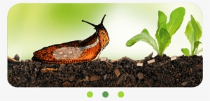 Slugs And Snails Stop Feeding On Your Plants Right - Snail
