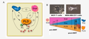 E Model Of Pld Regulation By Slug And Snail - Diagram
