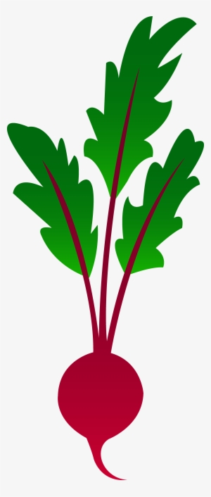 Vector Transparent Download Vegetable Garden Border - Beet Clip Art