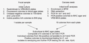 Outline Of Procedures For Identifying Shiga Toxin-producing - Escherichia