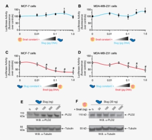 E Slug And Snail Differentially Regulate Pld2 In Low-versus - Diagram