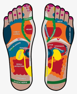 Foot Reflexology (quick Reference Guide)