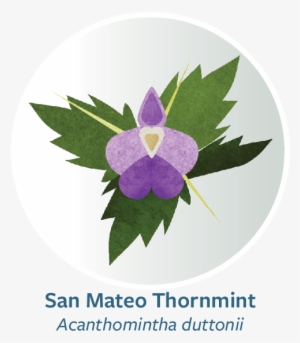 Bakeri Web Button - Melastome Family