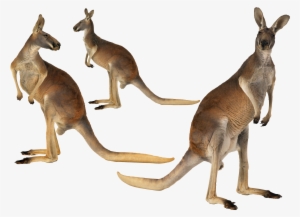 Kangaroo Island Australian - Tree Kangaroo Habitat Australia