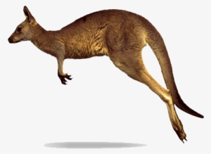Kangaroo Png Clipart - Kangaroo Png