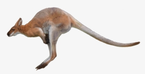 Kangaroo Png Transparent Images - Kangaroo Png