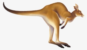 Kangaroo Png - Jumping Kangaroo Animated Gif
