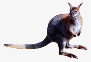 Animal Cut-out Of Kangaroo - Kangaroo