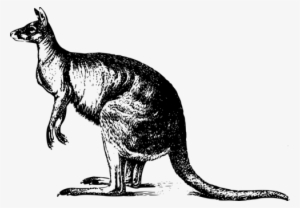 Cat Red Kangaroo Drawing Marsupial - Canguro Blanco Y Negro