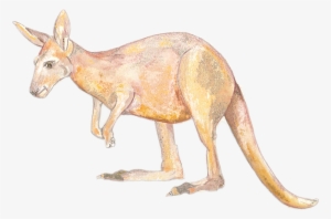 K Is For Kangaroo - Kangaroo