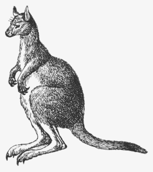 Kangaroo