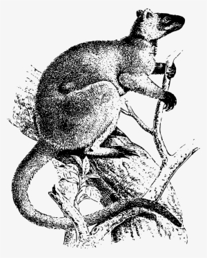 This Free Icons Png Design Of Tree Kangaroo