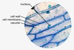 Epidermal Onion Cells Under A Microscope - Different Types Of Cells Under A Microscope