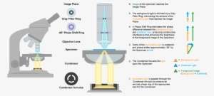Phase Contrast Microscope Mechanics - Microscope
