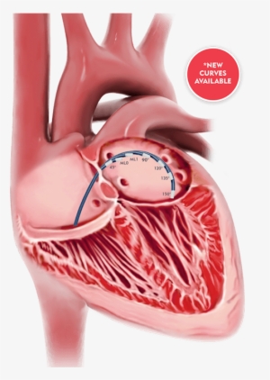 Img Class="alignright Wp Image 99797 Size Full" Src="https - Illustration