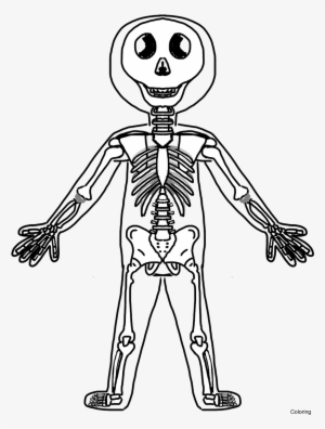 Skeletal Drawing At Getdrawings - Skeletal System Paper Doll
