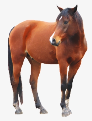 Dengan Berkuda Akan Membutuhkan Waktu 20 Hari Kerja - Horse With No Background