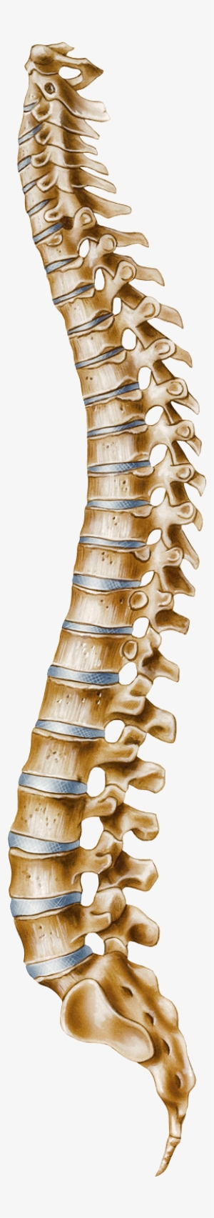 Human Vertebral Column Atlas Clip Transparent Download - Columna Vertebral Png