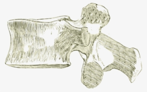 Spine Drawing Lumbar - Vertebra Lumbar Png