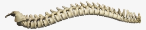 Chiropractic Spine Png