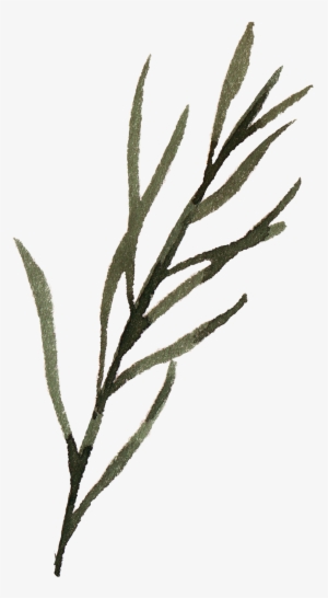 Watercolour - Watercolor Painting