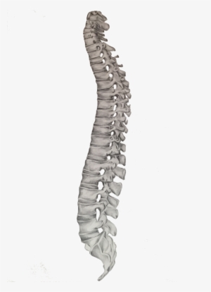 Spine Image