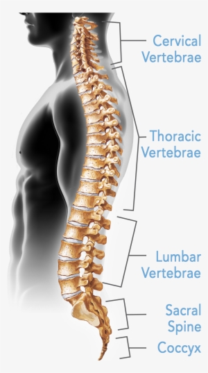 Spine Conditions - Bones Of The Spine Are Typically Fused