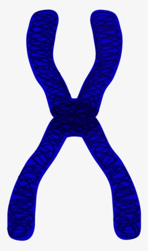 Clipart Black And White Library Edupic Cell Drawings - Chromosome Clip Art