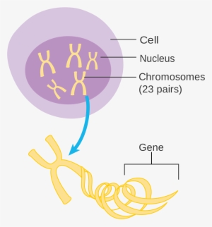 Open - Chromosome Diagram Png