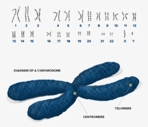 Diagram Of Chromosomes - First Edition: Great Feuds In Technology: Ten