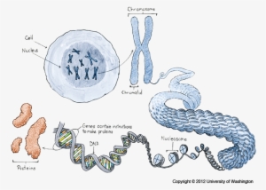 Chromosomes - Gen And Chromosome