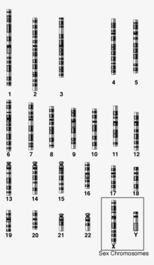 Autosomes And Sex Chromosomes - Chromosome