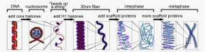 Successive Stages Of Chromosome Compaction Depend On - Stages Of Chromosomes