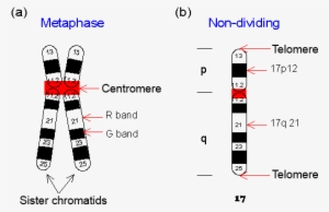 Schematic Drawing Of Chromosomes - Labeled Chromosome
