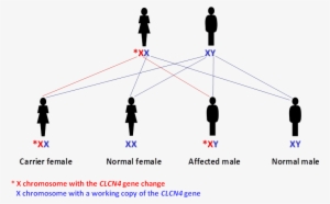 Passing On The X Chromosome With The Working Clcn4 - Diagram