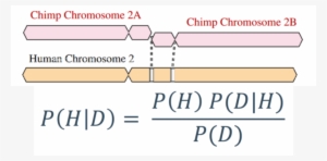 Yes, Human Chromosome 2 Fusion Really Is Evidence For - Bayes' Theorem