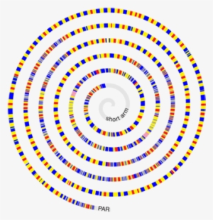 Detailed Depiction Of The Structure Of The Mouse Y - Illustration