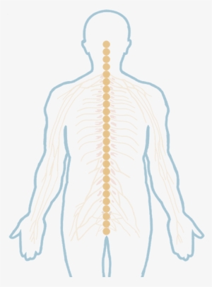 Mouse Over Any Of The 26 Vertebrae That Make Up The - Illustration