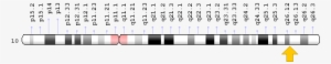 Related Information - Fgfr2 Gene