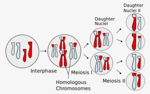 800px-meiosis Overview - Svg - Meiosis Mitosis