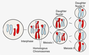 Homologous Chromosome - Homologous Chromosomes In Meiosis