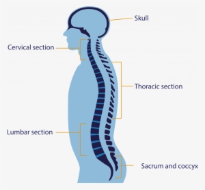 Anatomy Of The Spine - Diagram