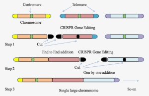 Gene-editing Technology Used To Fit Entire Genome Of - Parallel