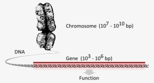Chromosome Vs Gene - Gene Svg