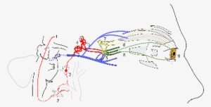 Scheme Showing Sympathetic And Parasympathetic Innervation - Sympathetic Nervous System