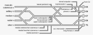 Open - Color Coded Brachial Plexus