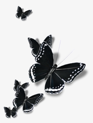Black Winged Butterfly Cartoon Transparent - Touch Of Nature 1-piece Feather Butterfly