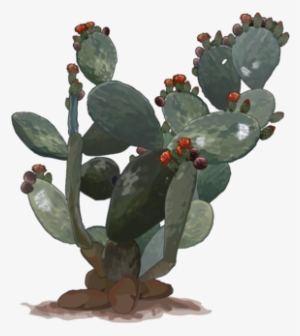 Estado De Conservación - Opuntia Png