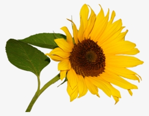 Girasol - Цветы Клипарт На Прозрачном Фоне