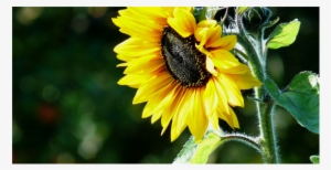 Algunos Datos Sobre El Girasol - Common Sunflower